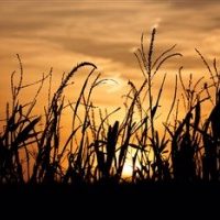 Weekly Iowa Crop and Weather Report 